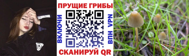 купить наркотик  Лыткарино  Галлюциногенные грибы Psilocybe 